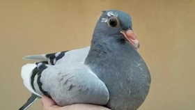 天鸽翱翔新高度,学习力量的变化与自信成就感的源泉(最新消息)