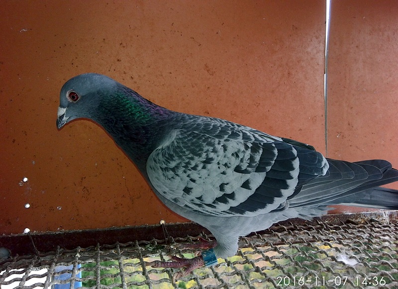 天鸽翱翔新高度,学习力量的变化与自信成就感的源泉(最新消息)