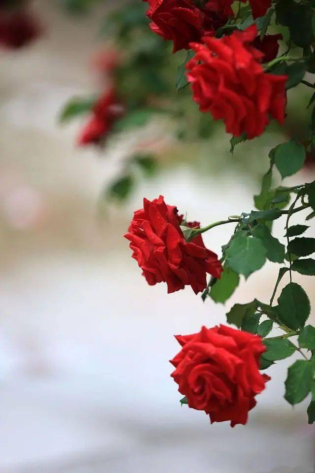 花开无言 第32页