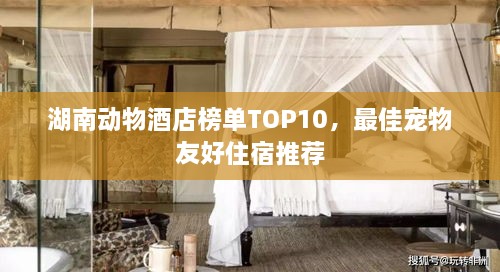 湖南动物酒店榜单TOP10，最佳宠物友好住宿推荐