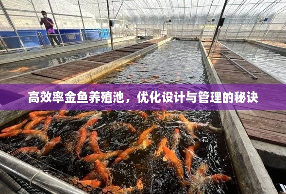 高效率金鱼养殖池，优化设计与管理的秘诀