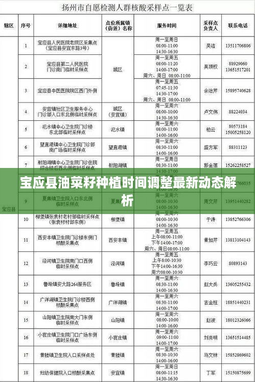 宝应县油菜籽种植时间调整最新动态解析