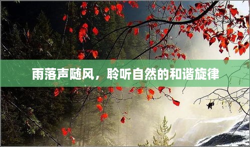 雨落声随风，聆听自然的和谐旋律
