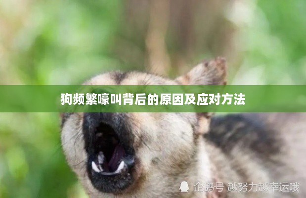 狗频繁嚎叫背后的原因及应对方法