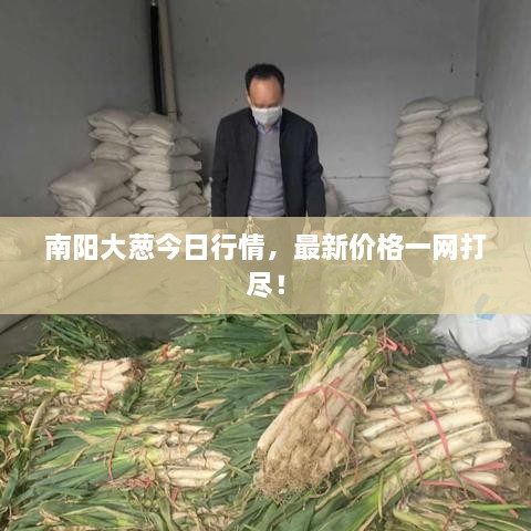 南阳大葱今日行情，最新价格一网打尽！