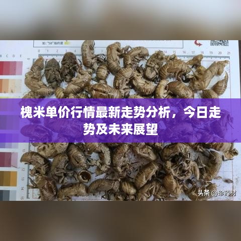 槐米单价行情最新走势分析，今日走势及未来展望